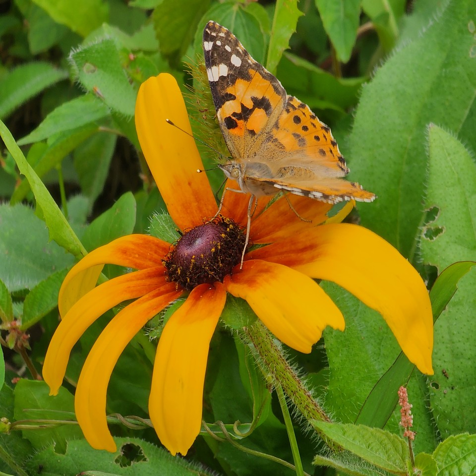▲ 나는 꽃이며 생명이며 우주이다.