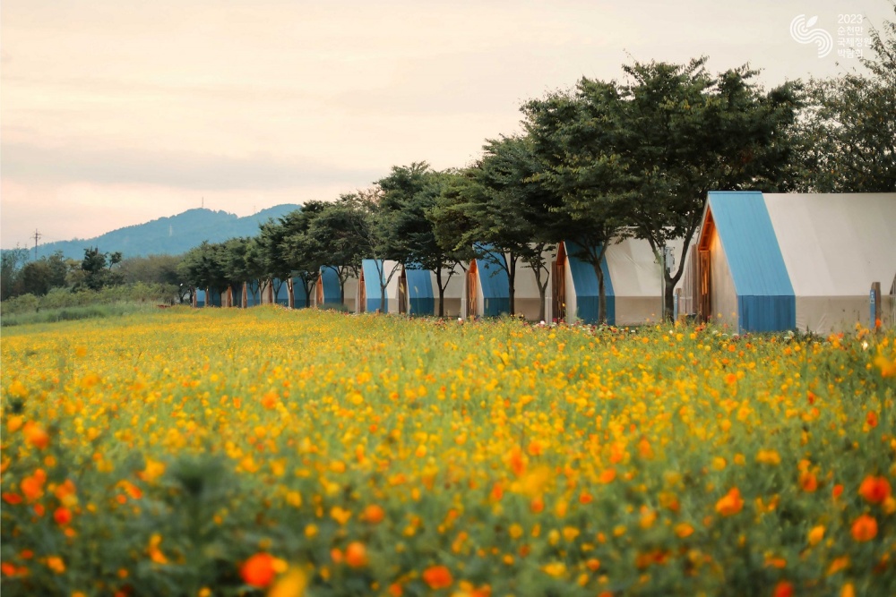 순천만국가정원에 황화코스모스가 활짝 피었다.