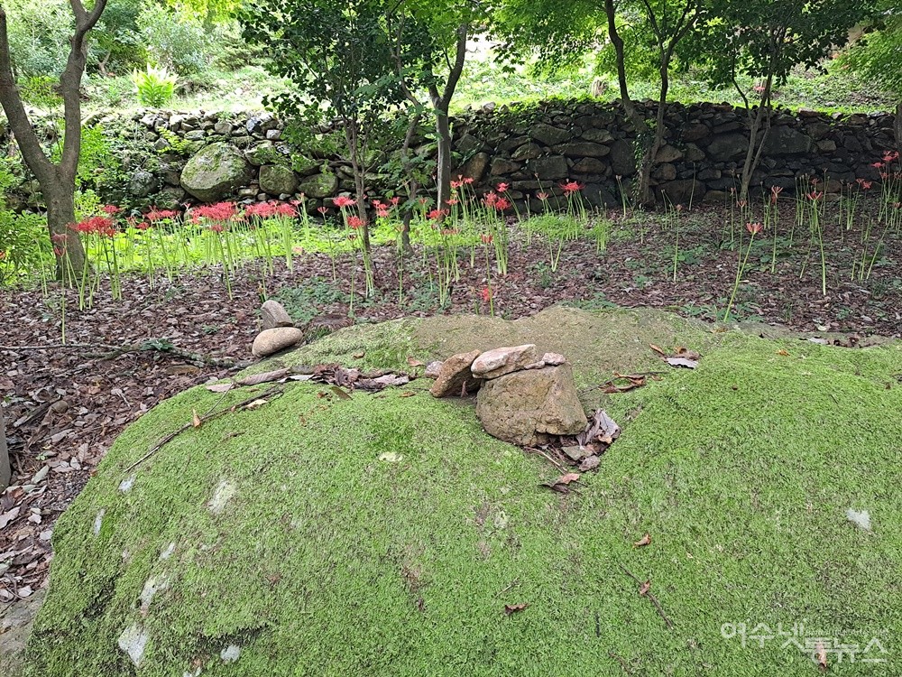 ▲연초록의 이끼 옷을 입은 큰 바위 너머로 꽃무릇이 무리 지어 피었다.  ⓒ조찬현