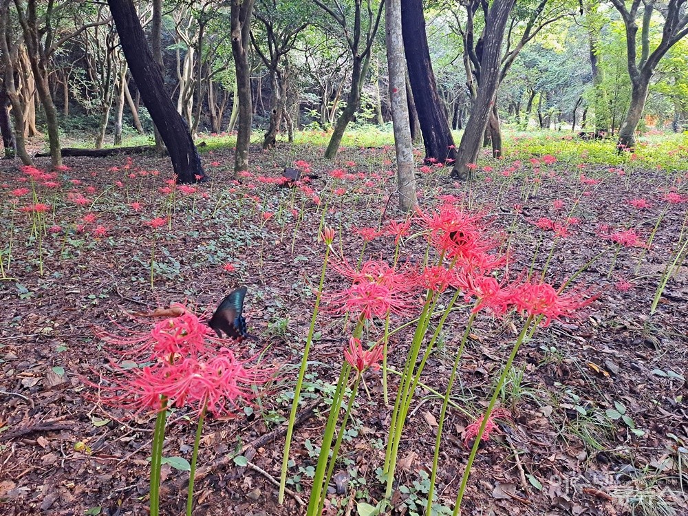 ▲활짝 핀 꽃무릇에 날아든 나비 한 마리, 꽃향기에 흠뻑 빠져든다.  ⓒ조찬현