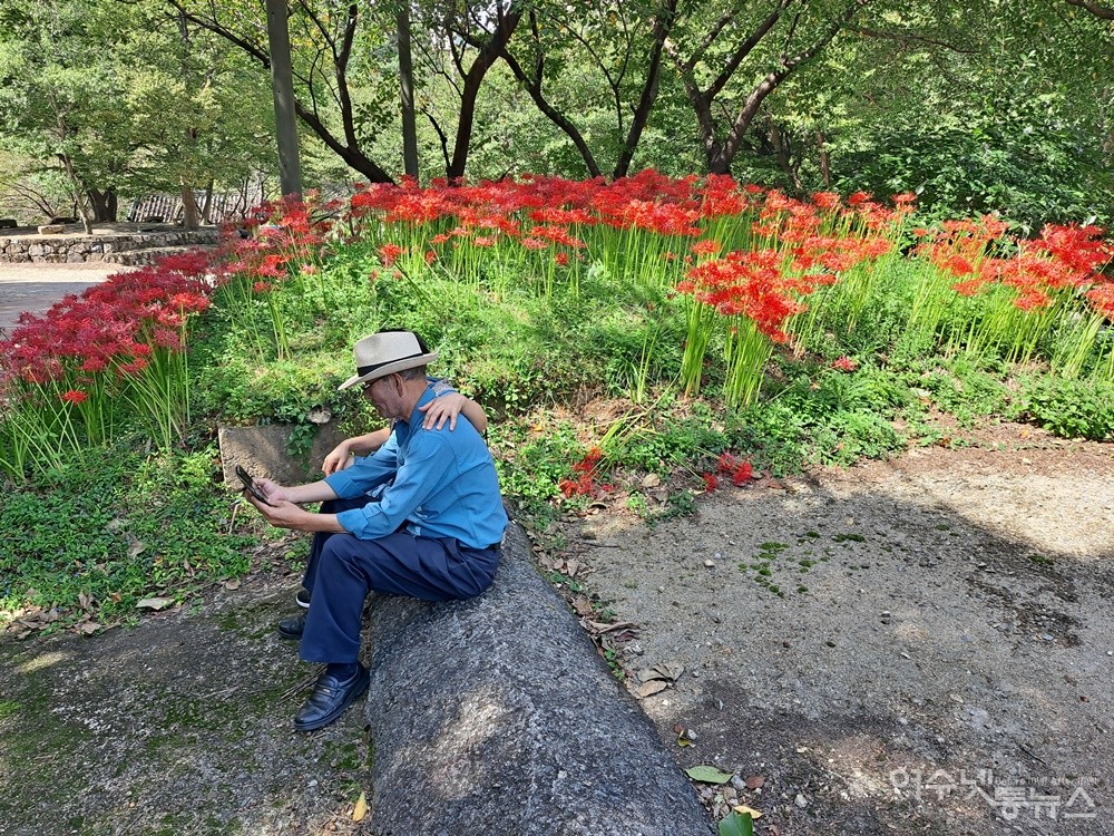 ▲노부부는 “어린 시절에도 아버지 따라서 자주 왔다”라며 “활짝 핀 꽃무릇이 아름답다”라고 했다. ⓒ조찬현