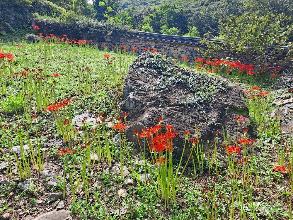 ▲팔상전 앞 꽃무릇은 추석 무렵 만개할듯하다. ⓒ조찬현
