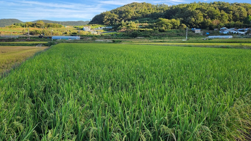 ▲ 2024년 가루쌀 생산단지 육성 공모사업에 여천농협이 선정됐다