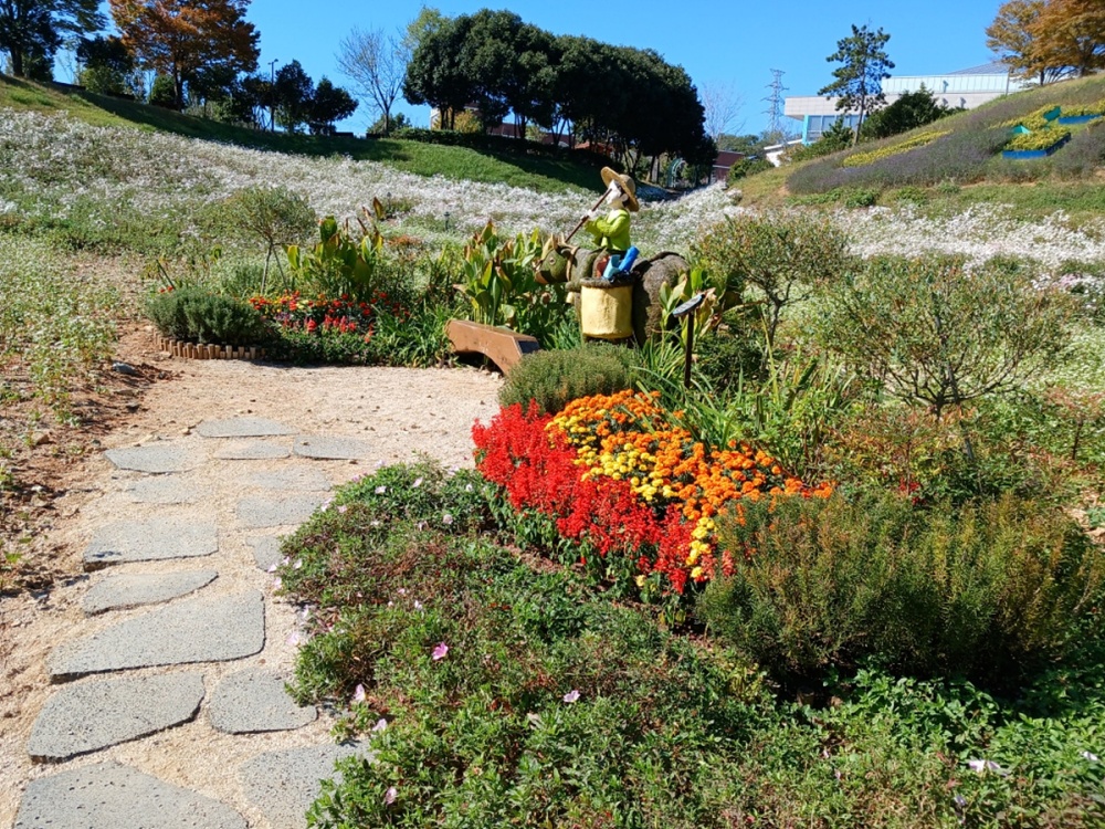 ▲ 구절초·메밀꽃 만개한 선사유적공원