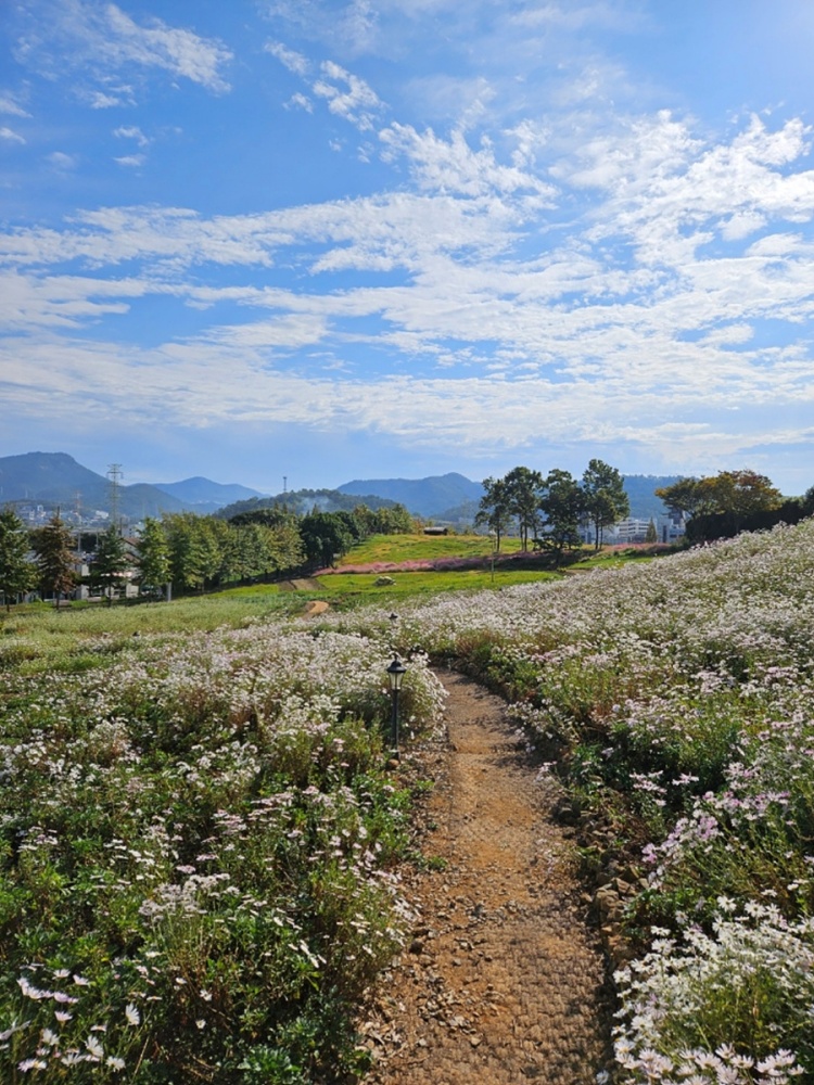 ▲ 구절초·메밀꽃 만개한 선사유적공원