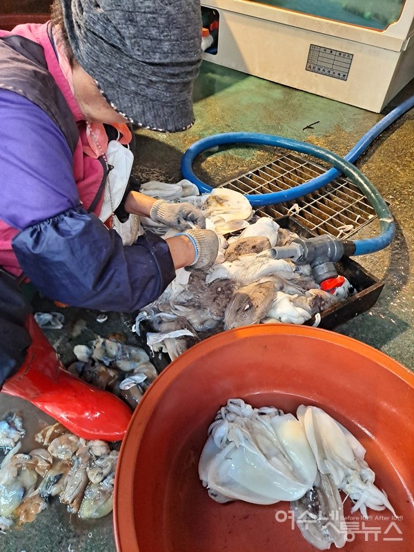 ▲어르신이 갑오징어를 손질하고 있다.  ⓒ조찬현