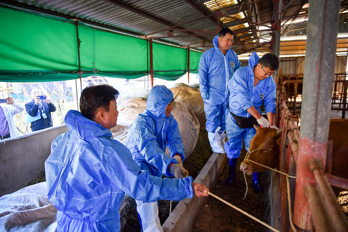 ▲ 럼피스킨병 백신접종