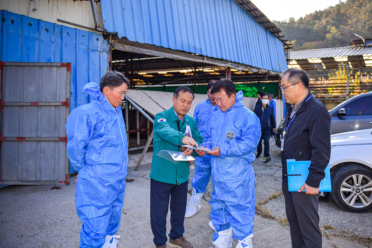 ▲ 럼피스킨병 백신접종