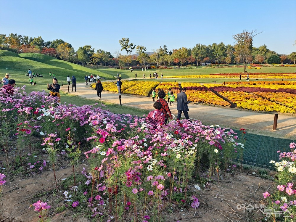 ▲관광객이 노을 정원 억만 송이 국화꽃 길을 거닐고 있다. ⓒ조찬현