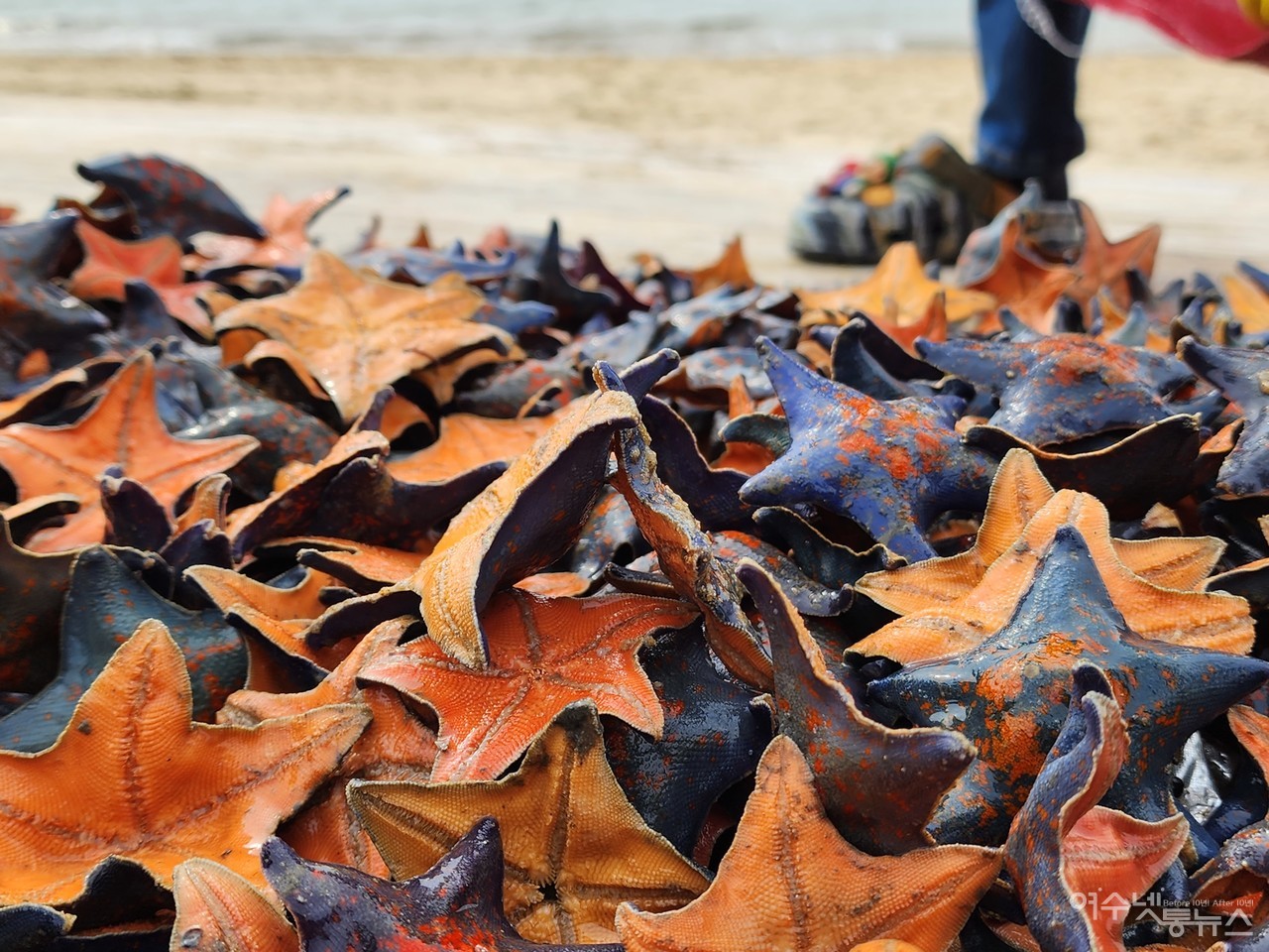 ▲ 다이버들이 잡아올린 울긋불긋 오색 단풍모양의 불가사리 ⓒ심명남