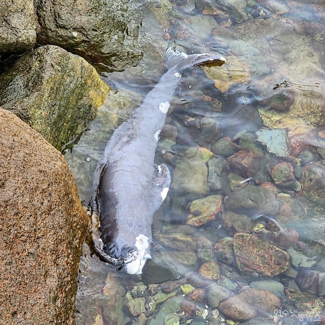 ▲ 5일 서고지 부도 앞에서 제보자의 신고로 발견된 상쾡이 사체 모습 ⓒ박근호 제공