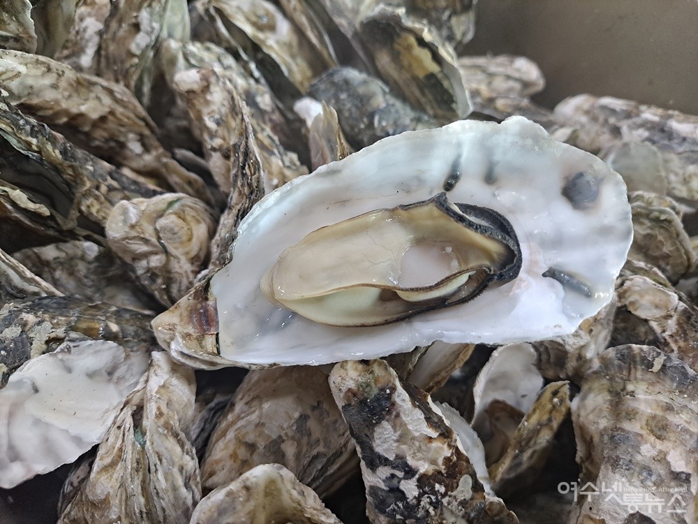 ▲알굴이 바다를 머금은 채 함초롬한 자태를 뽐낸다. ⓒ조찬현