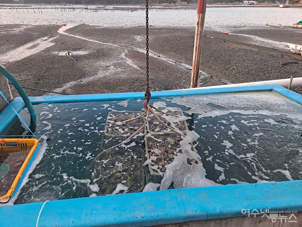 ▲각굴 수조 너머의 굴 종패장이 한 폭의 그림인 듯 곱다.  ⓒ조찬현