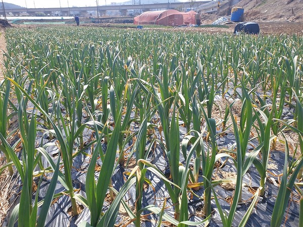 ▲시내 파 작물 농가 모습