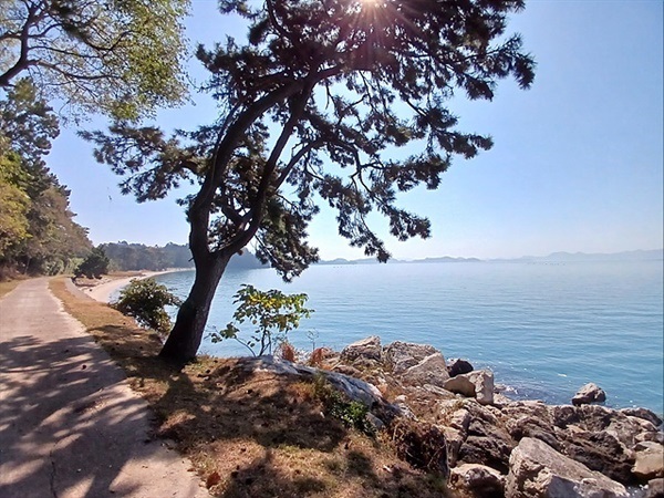 ▲ 소나무 아래 있는 바위가 '처녀바위'다. 환자가 되어 삶의 의욕을 잃은 처녀가 소나무에 목을 매 자결했다고 하여 붙여진 이름이다.  속에는 섬을 탈출하기 위해 수영하다 죽거나 매맞아 죽거나 자결한 수많은 죽음들이 기록되어 있다ⓒ 오문수