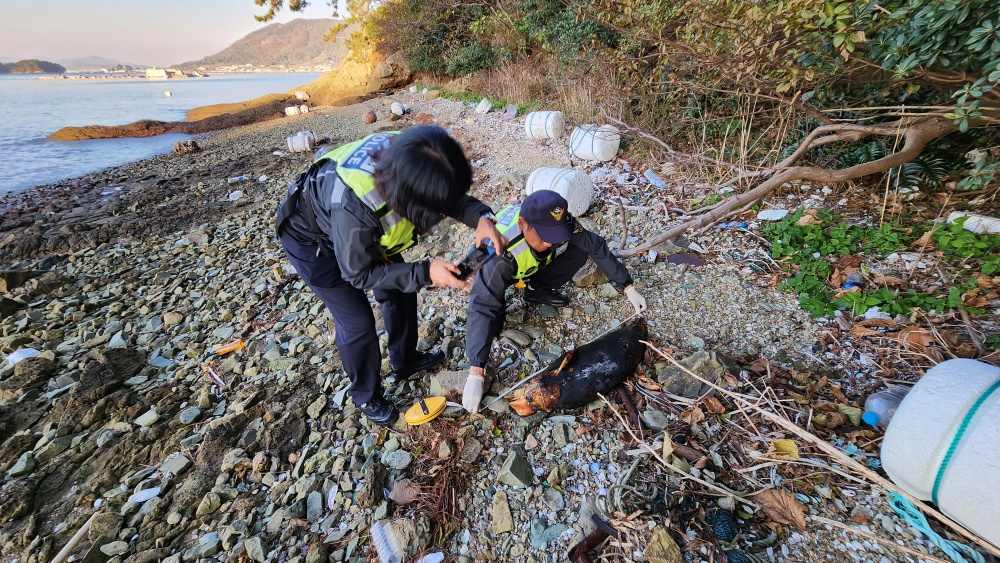 ▲ 해양환경인명구조단 여수구조대가 발견한 상괭이 사체