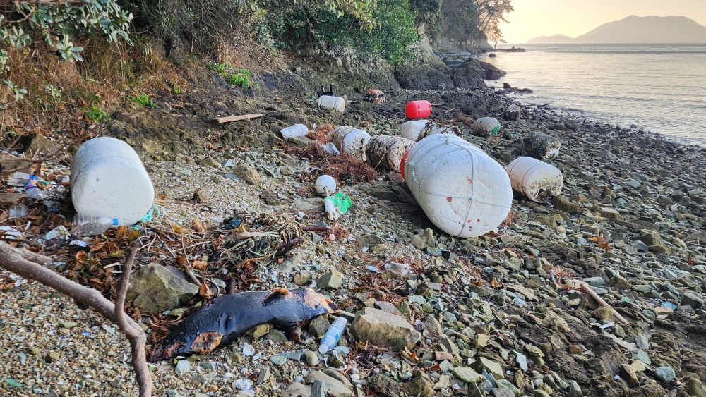 ▲ 해양환경인명구조단 여수구조대가 발견한 상괭이 사체