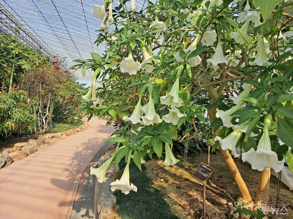 ▲하얀색과 노란색으로 피어난 천사의 나팔이 곱다. ⓒ조찬현  (자료사진)