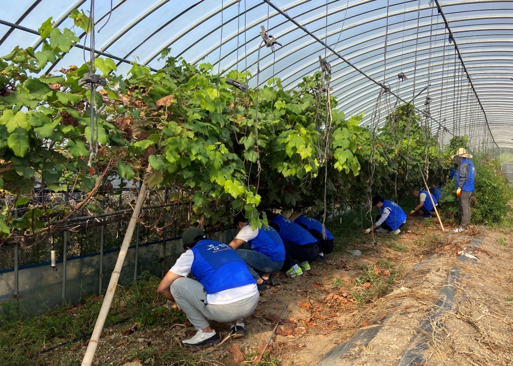 ▲  여수시도시관리공단 농촌 봉사활동