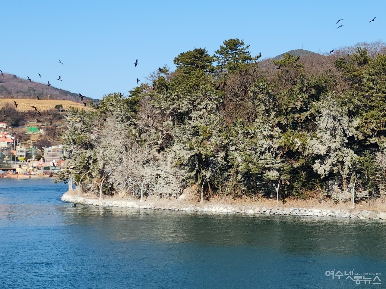 ▲ 장군도를 온통 하얗게 뒤덮은 가마우지 배설물 ⓒ심명남