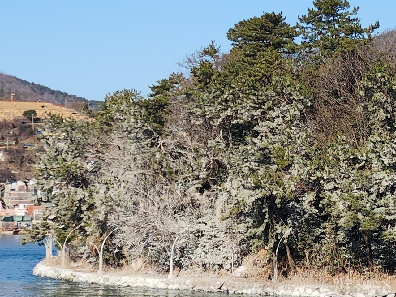 ▲ 장군도를 온통 하얗게 뒤덮은 가마우지 배설물 ⓒ심명남