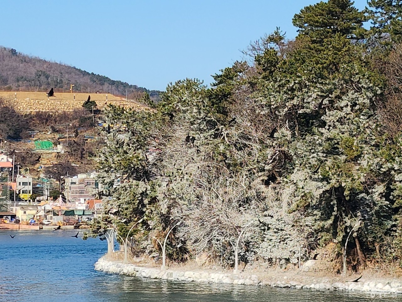 ▲ 장군도를 온통 하얗게 뒤덮은 가마우지 배설물 ⓒ심명남
