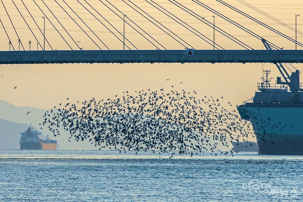 ▲여수항에 출몰한 가마우지떼 ⓒ정종현