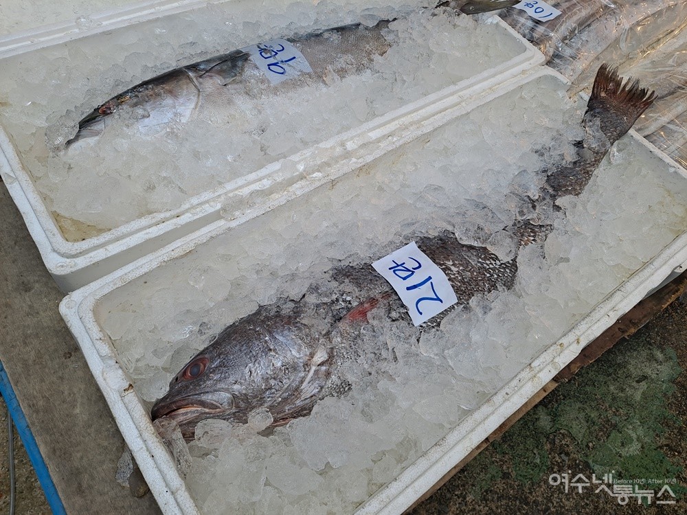 ▲대물 민어와 방어다.  ⓒ조찬현