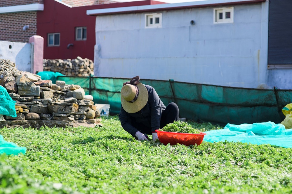 ▲ 거문도해풍쑥