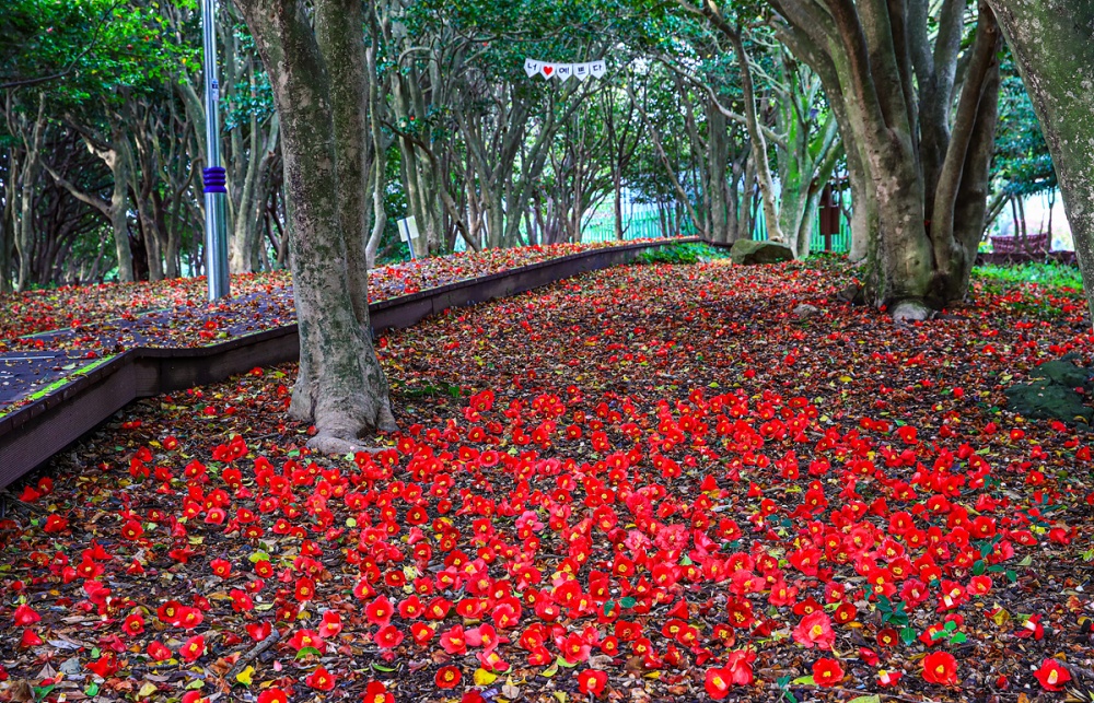 ▲ 오동도 낙화
