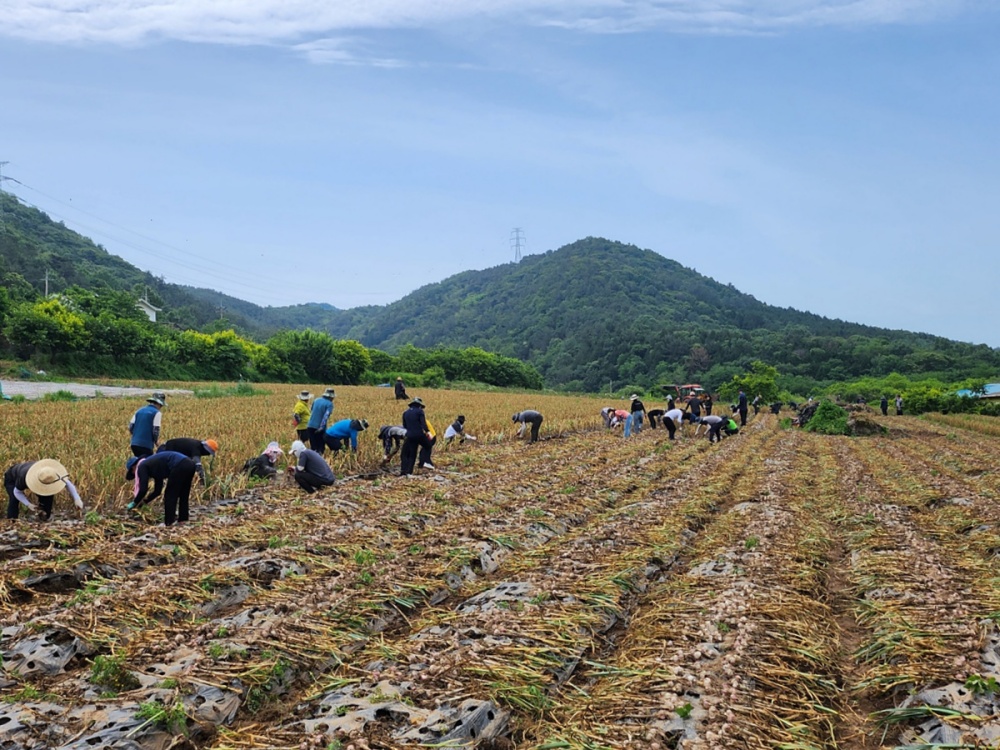 ▲ 율촌면 가장리 친환경마늘밭 농촌일손돕기활동