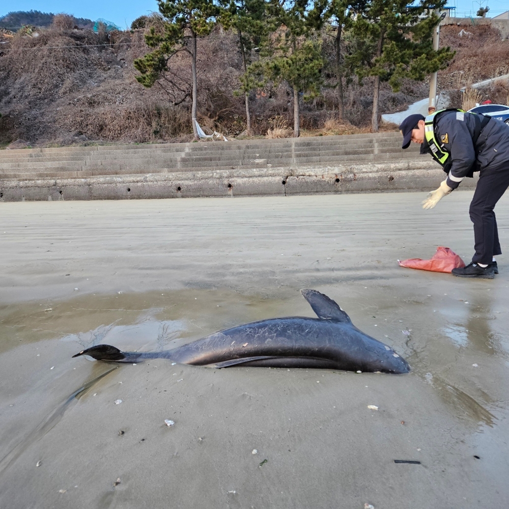 ▲ 화양면 장등해수욕장 발견된 토종고래 상괭이 사체