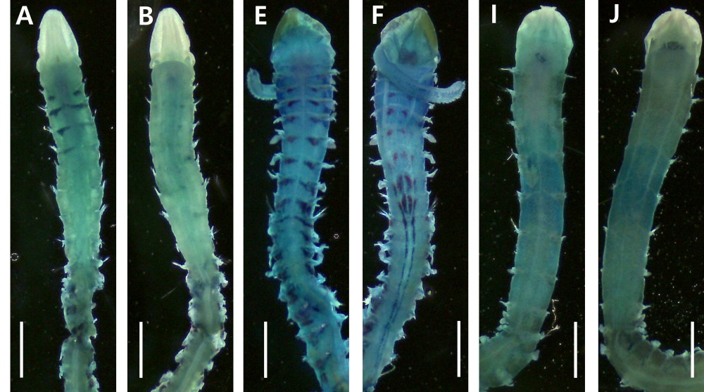 ▲ 김대훈 학생연구원이 신규 보고한 3종 해양수산생명자원 