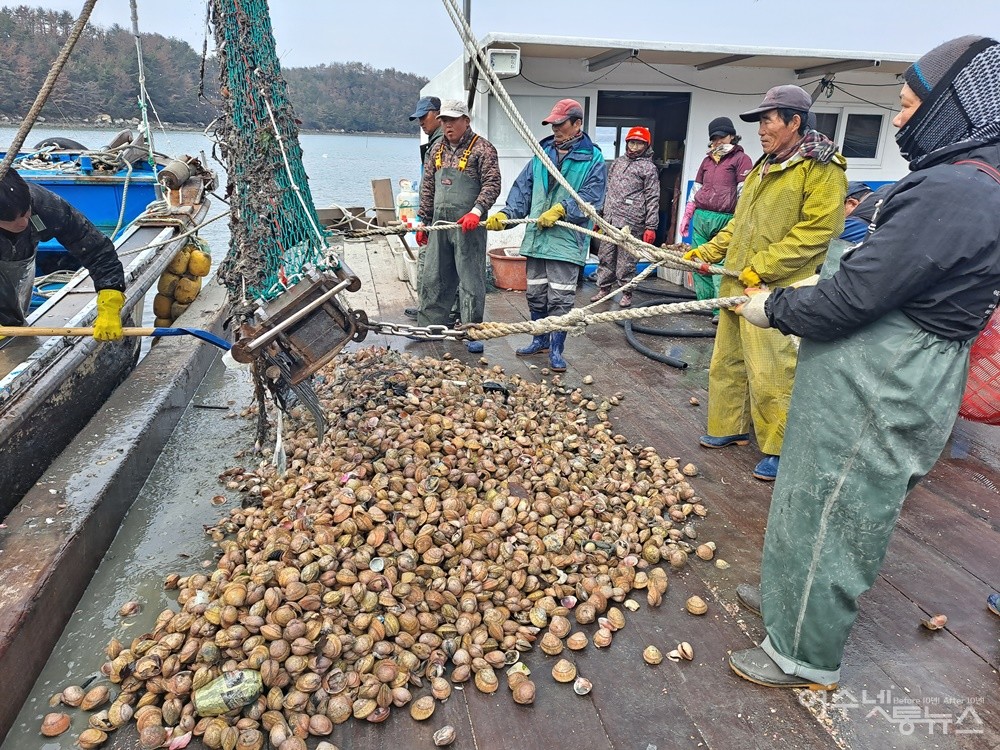 ▲ 새조개 채취선이 여수 가막만 바다에서 갓 수확해 온 새조개다.  ⓒ조찬현