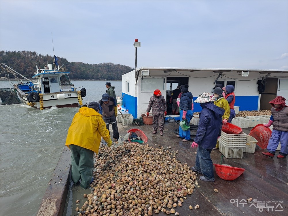 ▲바다 작업선에는 10년 만에 대풍을 맞이한 새조개가 가득하다. ⓒ조찬현
