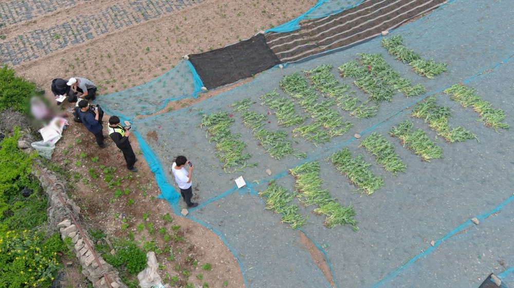 ▲ 양귀비를 압수하는 해양경찰