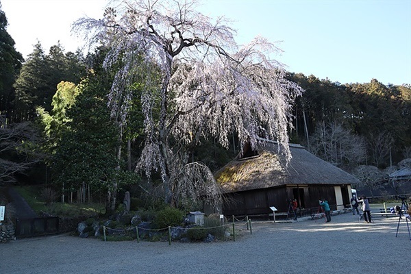 ▲  국가지정 중요문화재인 고려가주택은 고려신사 궁사를 대대로 역임해왔던 '고려'씨의 구주택으로 16세기말~17세기초에 건축된 것으로 알려졌다. 3월말부터 피는 올벚나무는 사진 애호가들이 찾는 명소다.ⓒ 오문수