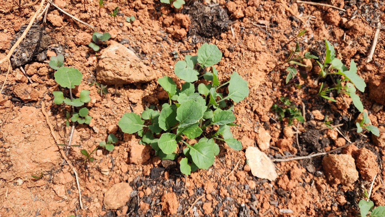 ▲  꽃사모 월호도 야생화 꽃밭가꾸기 활동