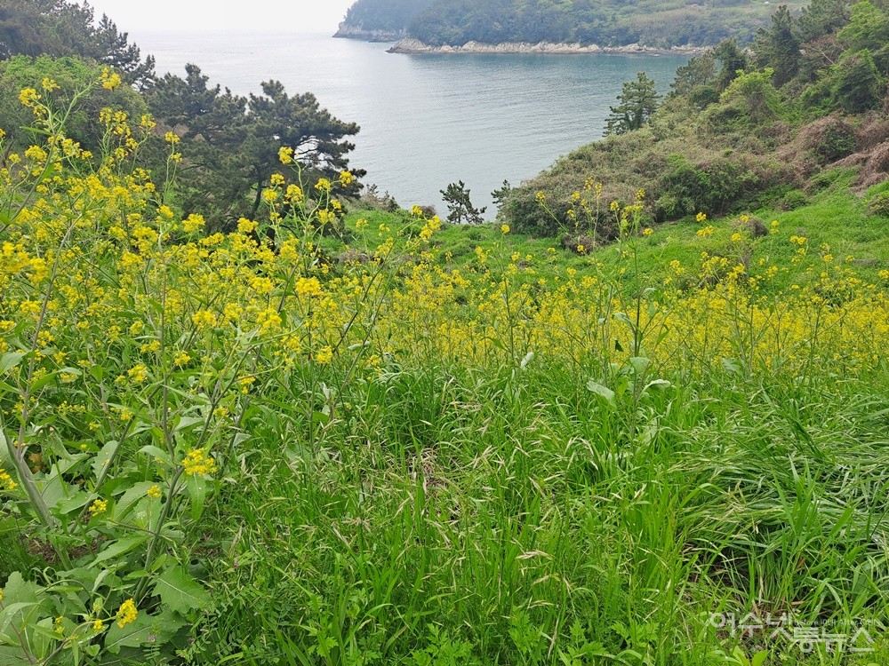 ▲산속 풀숲에는 노란 유채꽃이 만발했다. ⓒ조찬현