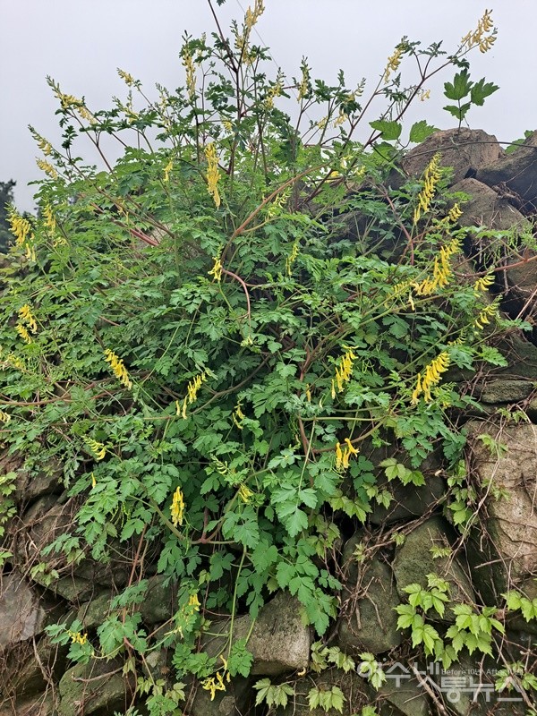 ▲길가 돌담에는 산괴불주머니 꽃이 피었다.  ⓒ조찬현