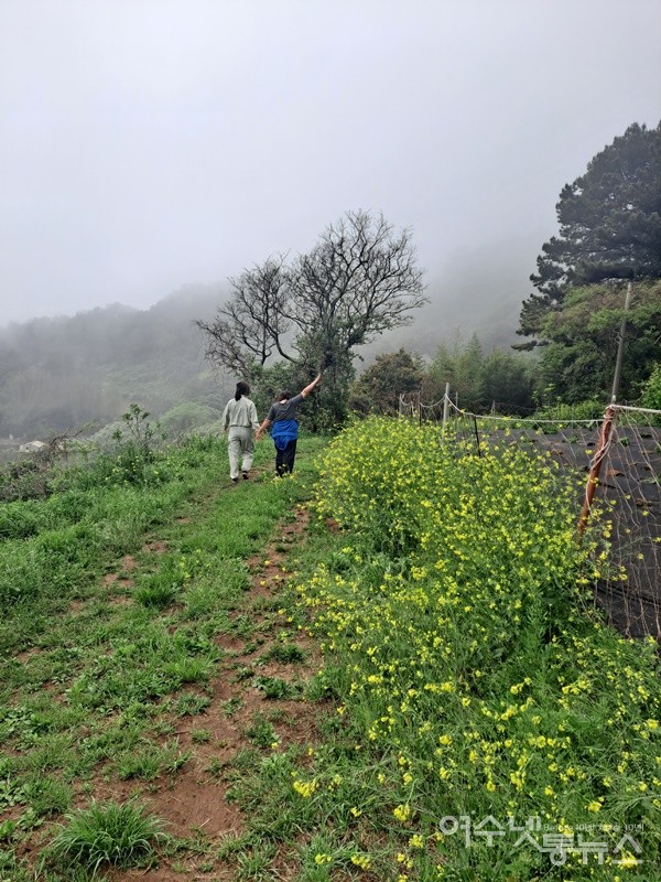 ▲안개 자욱한 꽃길을 거닐고 있다. ⓒ조찬현