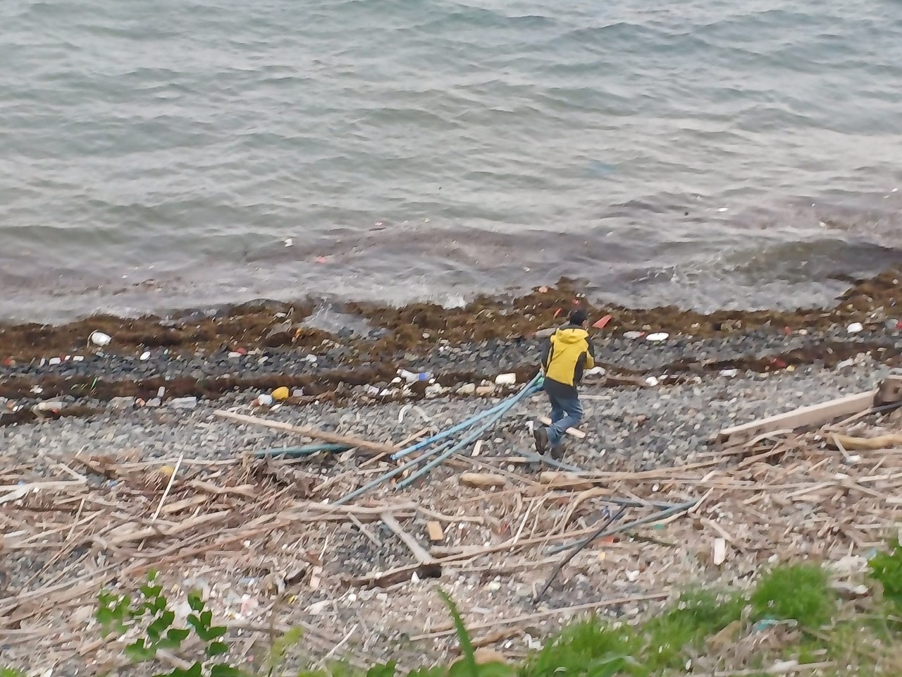 ▲마을주민이 김양식장에서 떠밀려온 대나무와 플라스틱을 치우고 있다.