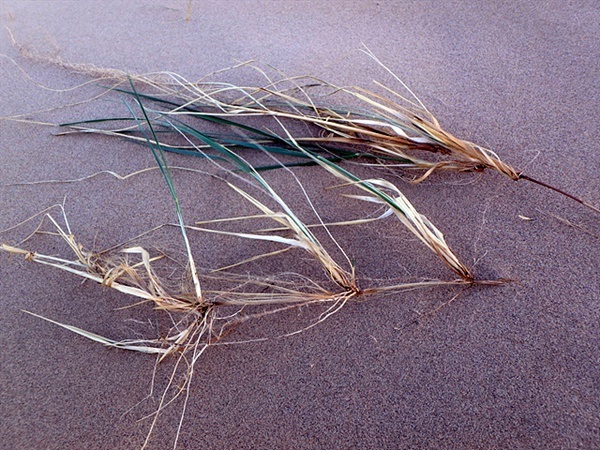 ▲강풍과 모래바람에 날려가지 않기 위해 안간힘을 쓰는 풀뿌리 모습.  ⓒ오문수