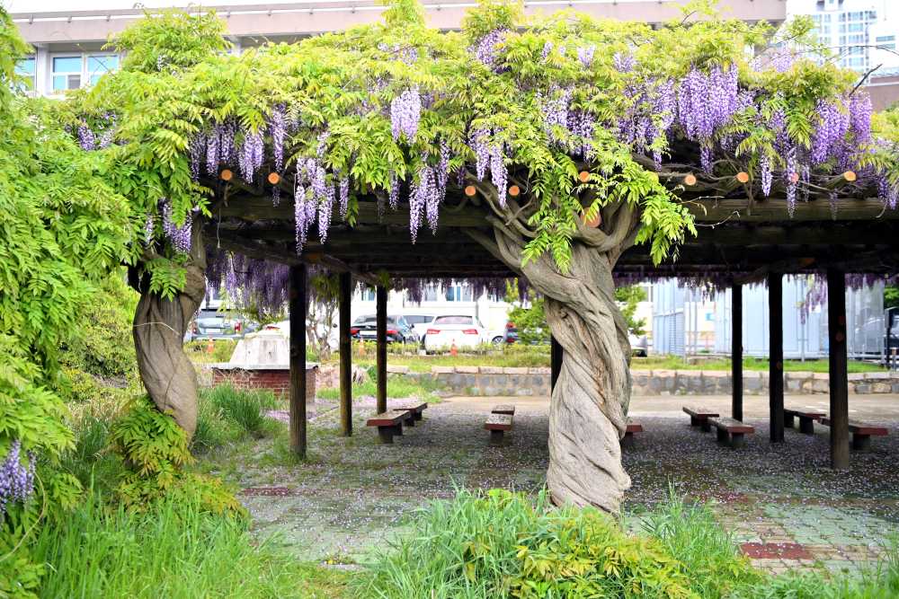 ▲ 전남대학교 국동캠퍼스 등나무