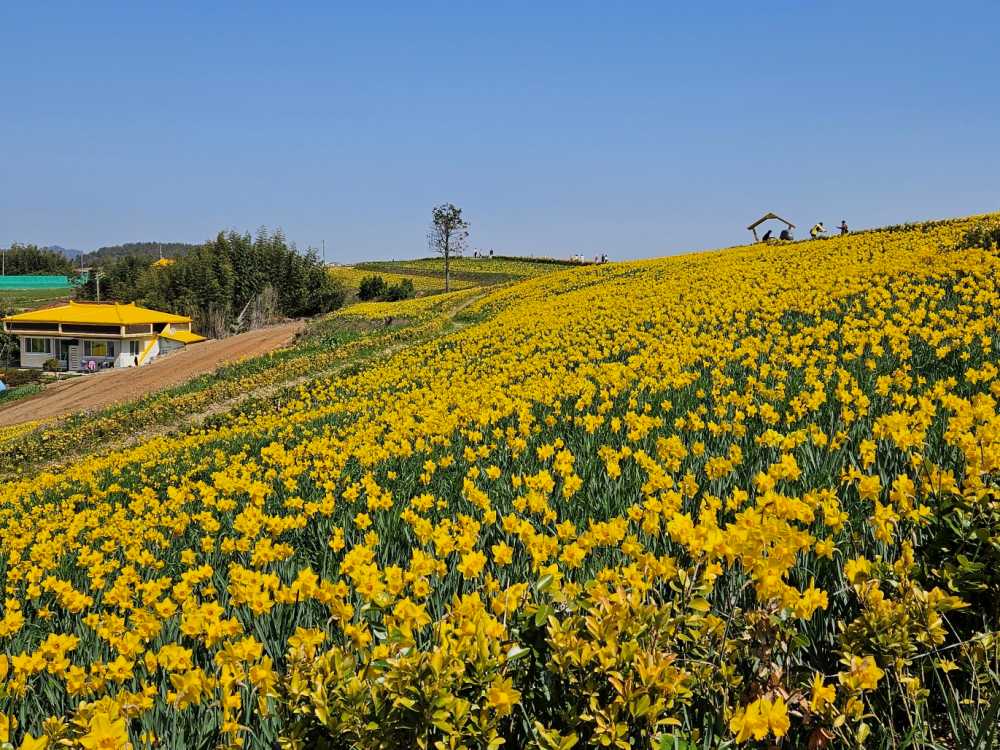 ▲ 사방에서 축제 소식이 들리는 봄이다.
