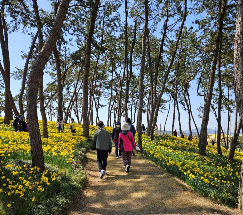 ▲  1004섬 신안군 선도에 가득한 수선화