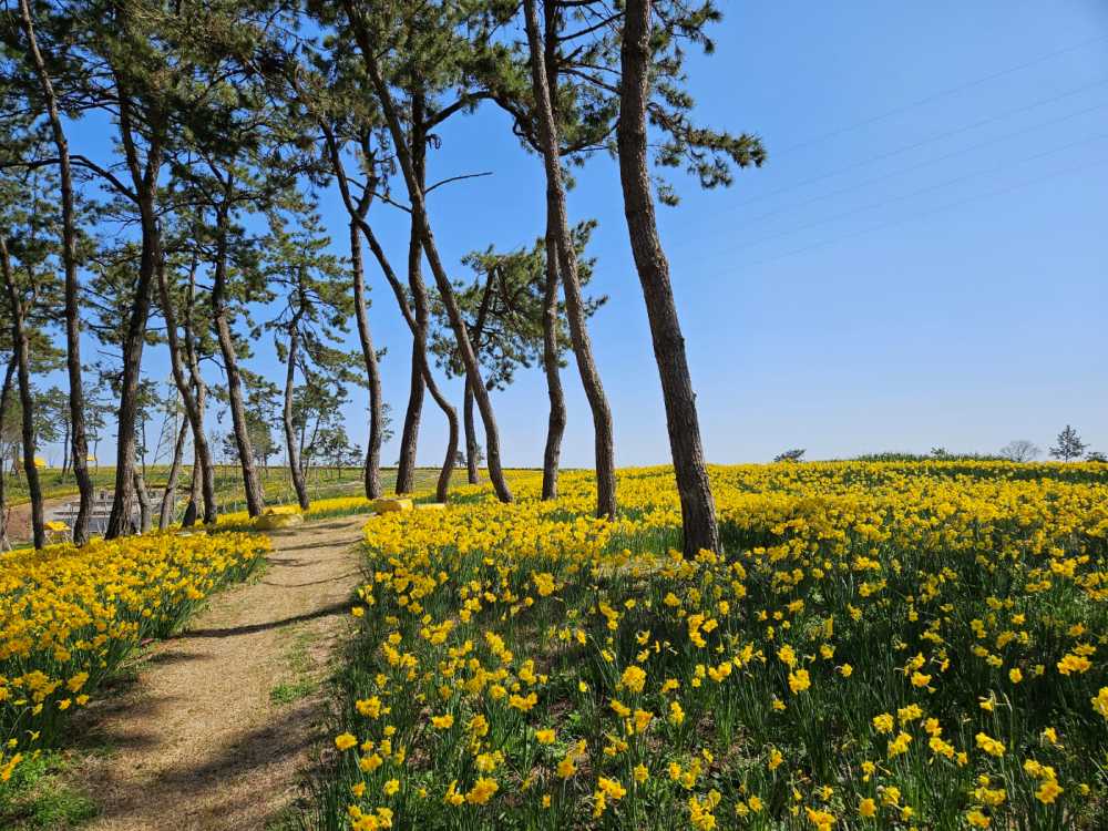 ▲ 섬 모양이 매미같이 생겼다 해서 매미 선자를 써서 선도(蟬島)라 부른다 