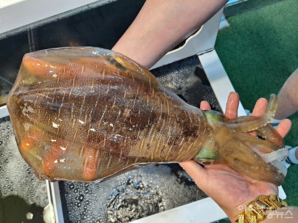 ▲무늬오징어다. 진짜 이름은 흰꼴뚜기다.  ⓒ조찬현