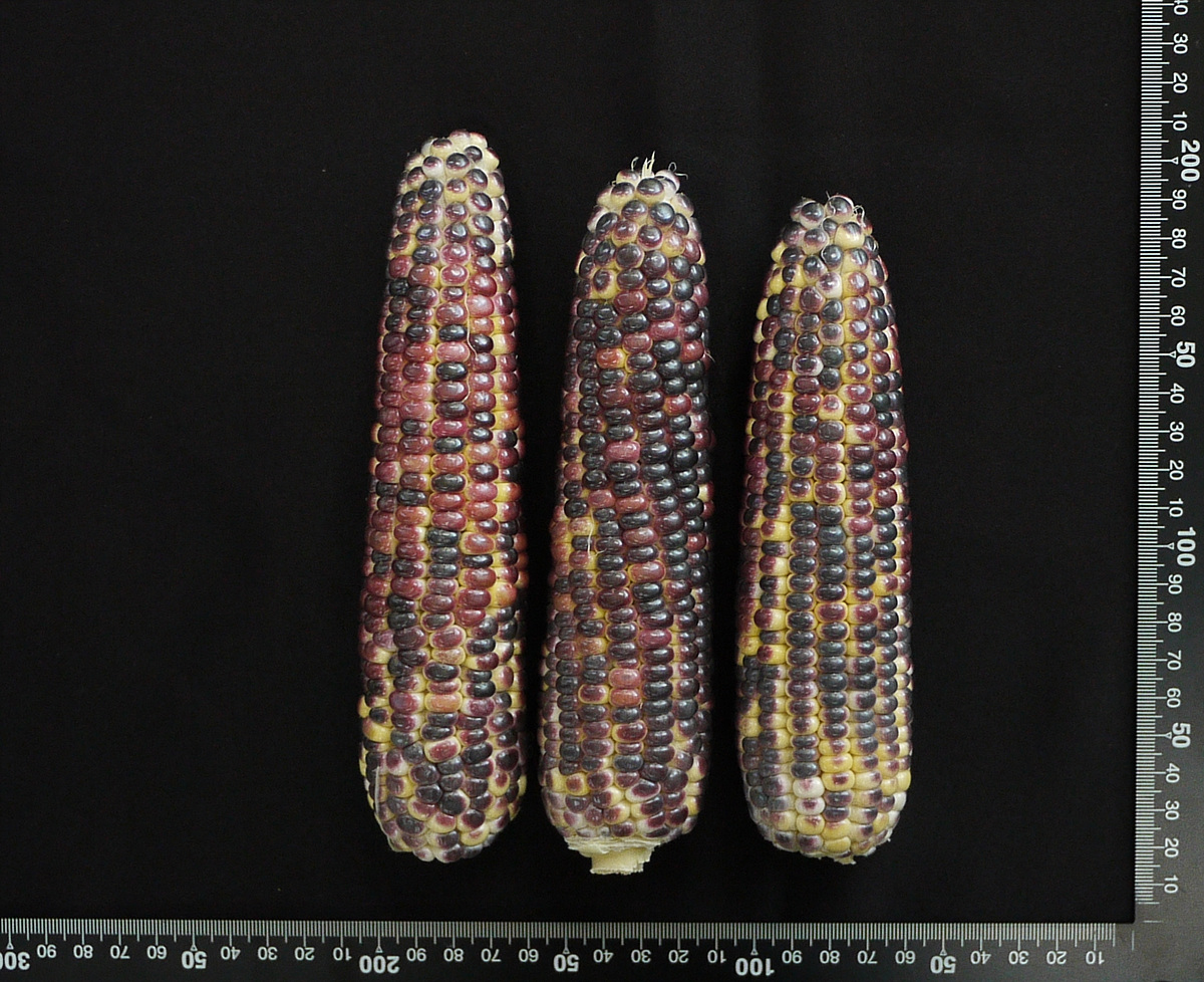 ▲ 신품종 찰옥수수 황금흑찰