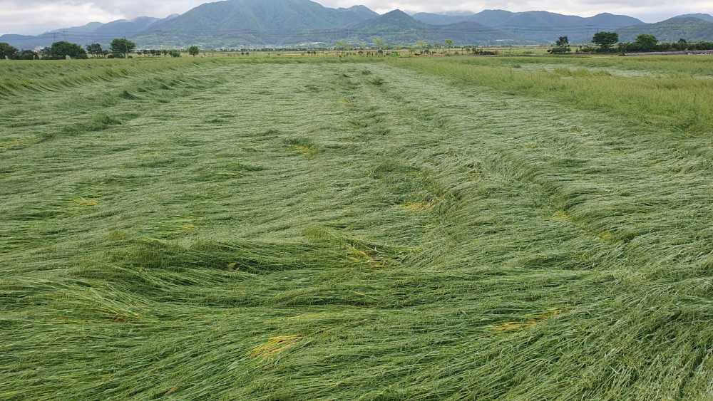 ▲ 재해 피해 현장-강진 맥류 도복